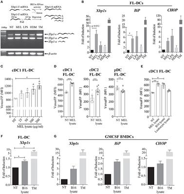 IRE1α Activation in Bone Marrow-Derived Dendritic Cells Modulates <mark class="highlighted">Innate Recognition</mark> of Melanoma Cells and Favors CD8+ T Cell Priming